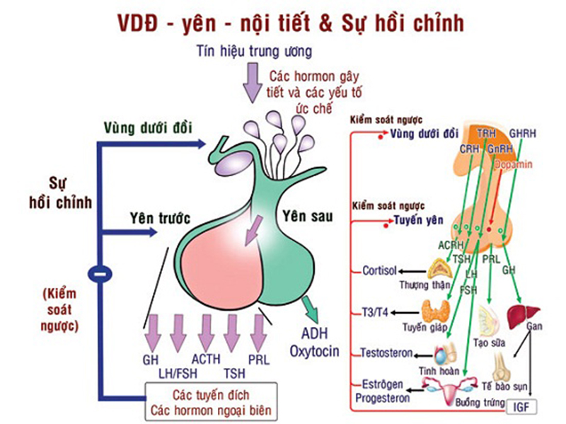 Suy tuyến yên, nguyên nhân, triệu chứng, cách phòng ngừa